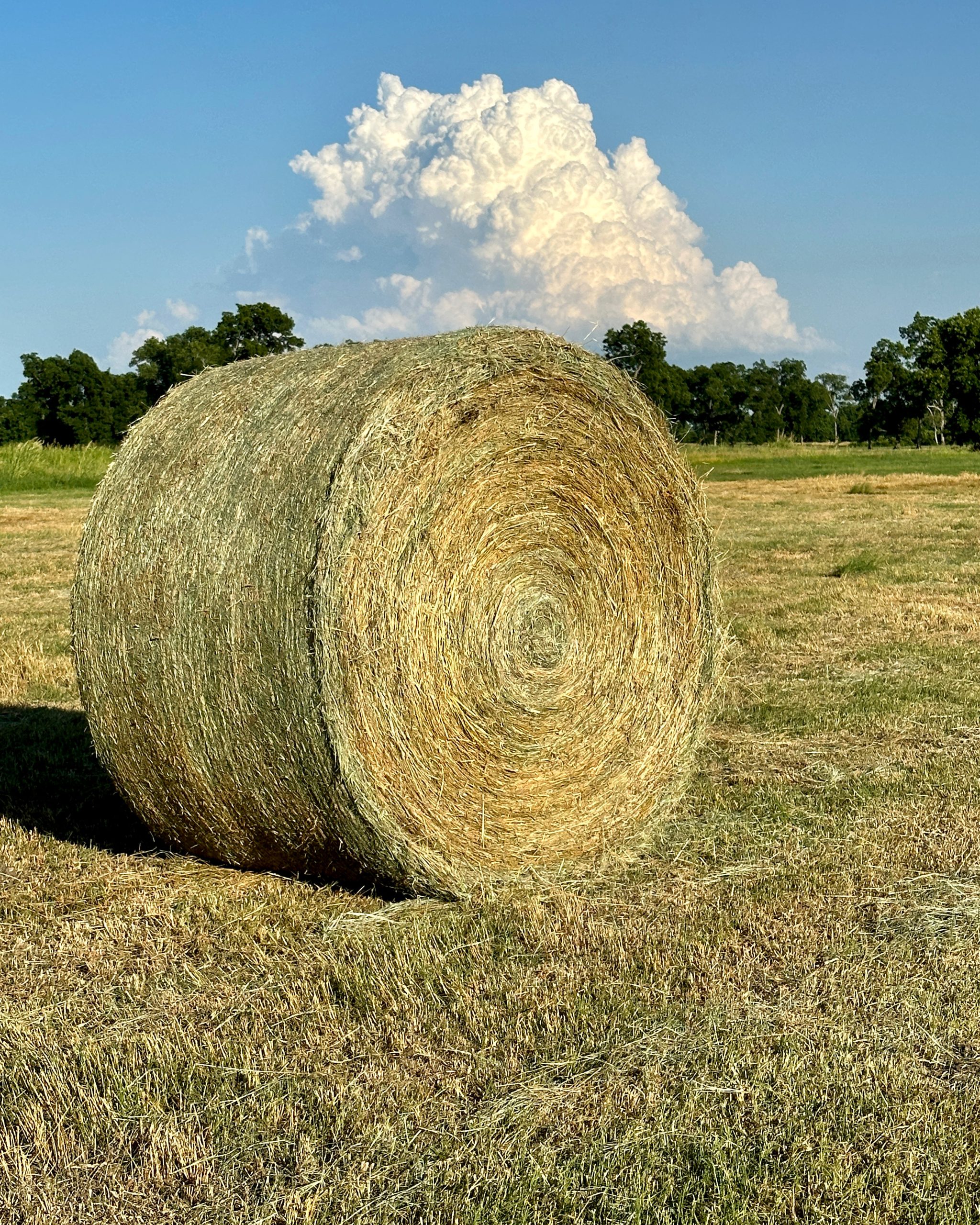 hay