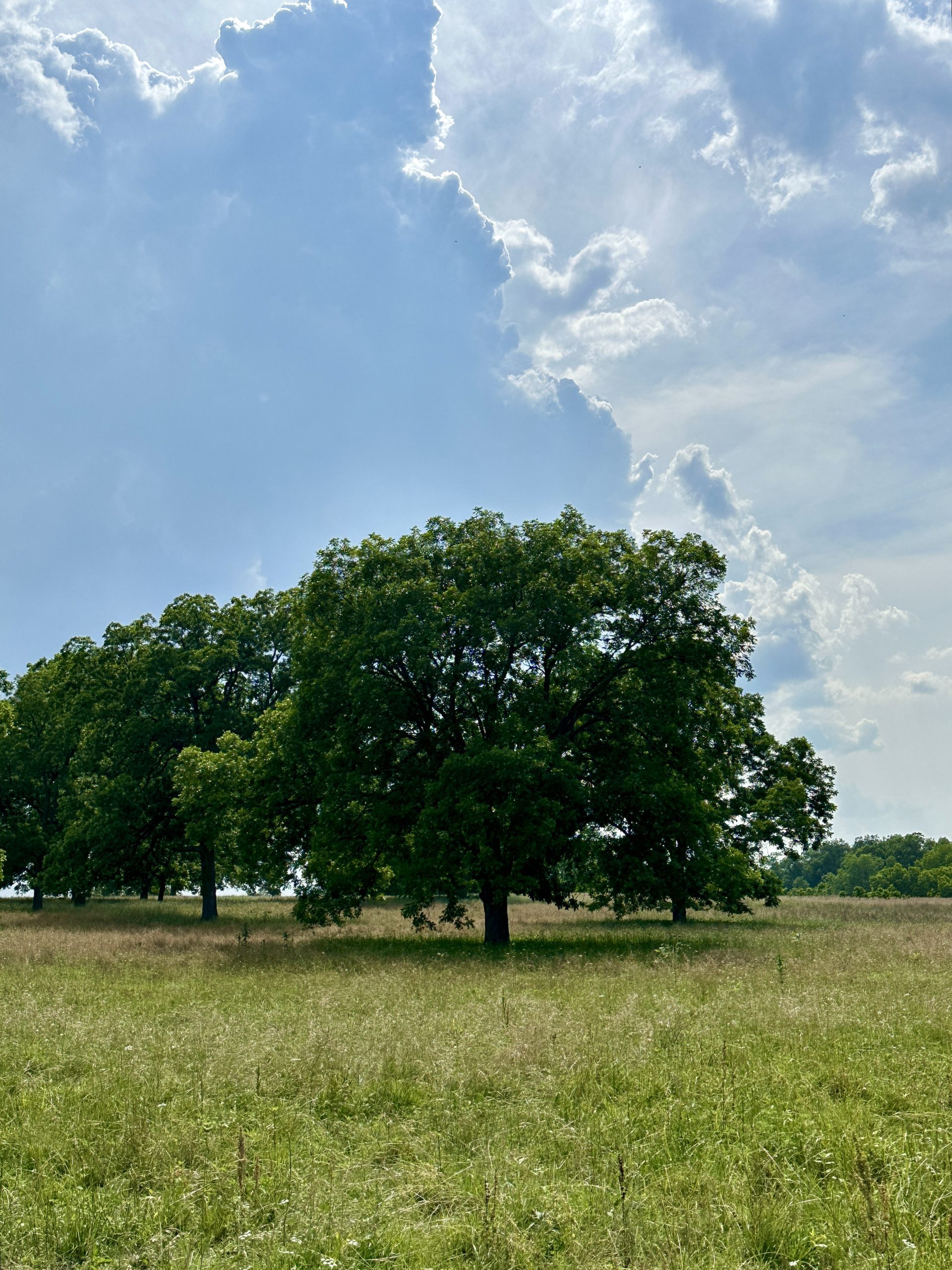 trees